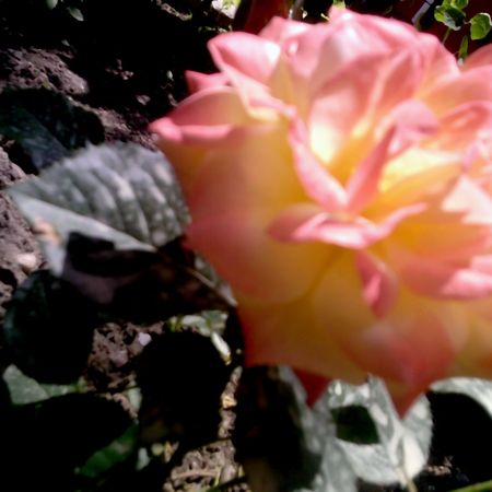 trandafir bicolor